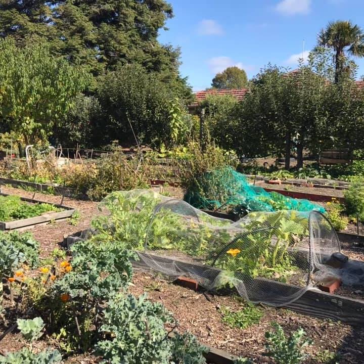 Opawa community garden 1