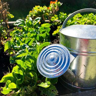 Rolleston Community Garden 1