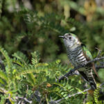 Hānuere/January 2026 Newsletter