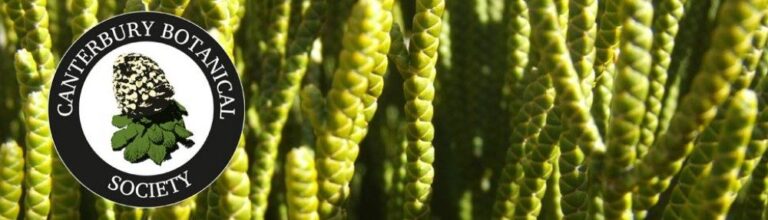 cropped cropped Hebe salicornioides 1000x2801 1 768x220