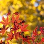 March 2025 Newsletter